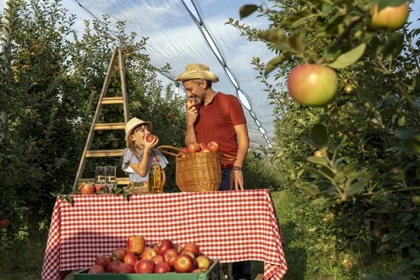 Αγρότης Και Κόρη Του Τρώνε Μήλα Και Διασκεδάζουν Στον Οπωρώνα — Φωτογραφία Αρχείου
