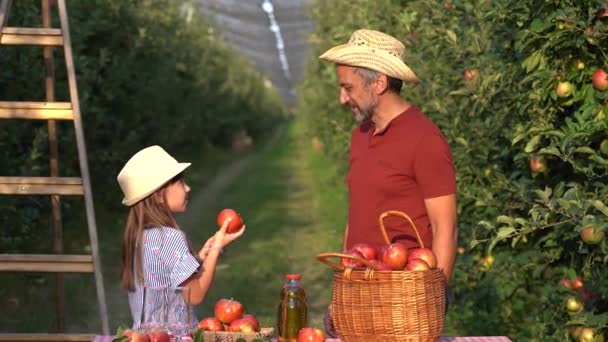 Framgångsrik Bonde Och Hans Lilla Dotter Visar Färska Äpplen Fruktträdgård — Stockvideo