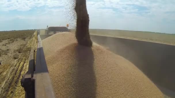 収穫機のAugerを組み合わせるトラクタートレーラーに小麦の穀物をアンロード 収穫機の収穫小麦と充填トラクタートレーラーを昼間の穀物と組み合わせる — ストック動画