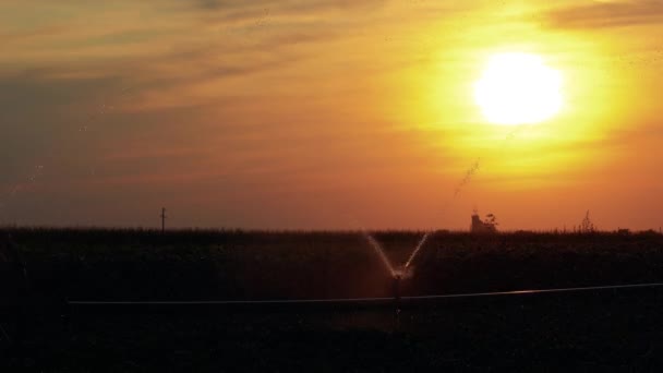 Zavlažovací systém rozstřikuje vodu přes rostoucí obilí na poli při západu slunce. Zavlažované zemědělské pole proti oranžové obloze se zapadajícím sluncem. Krásný západ slunce nad zemědělským polem.