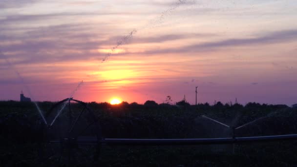 日没時の農業現場での灌漑システム 灌漑システムは農地に作物の上に水を噴霧する 農地の上の美しい夕日 — ストック動画