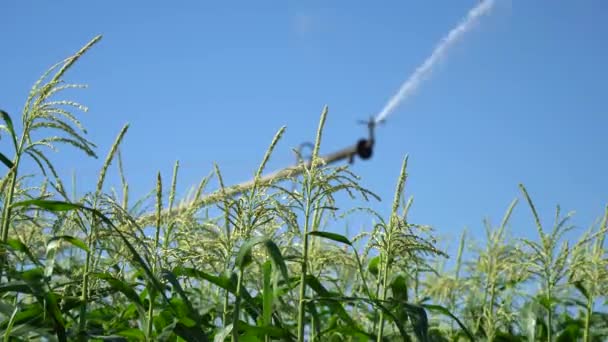 Сільськогосподарський Спринклер Обприскує Воду Урожай Кукурудзи Система Поливу Кукурудзяного Поля — стокове відео