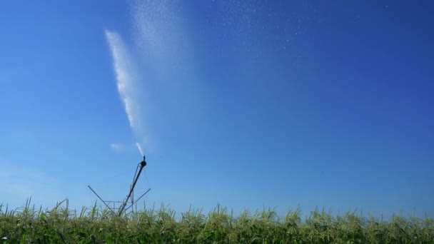 コーンフィールドの農業用スプリンクラーは青い空に水を噴き出す 大型灌漑システムトウモロコシ畑への散水 — ストック動画