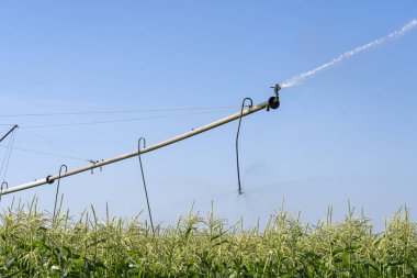 Mısır ekinine tarımsal fıskiyeler püskürtücü suyu. Sulama Sistemi Sulama Mısır Alanı.
