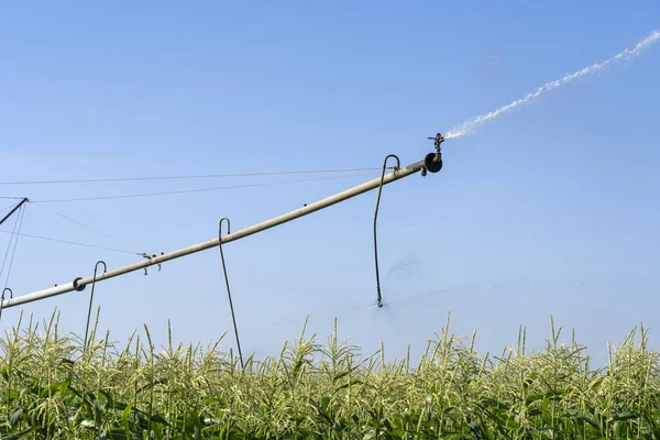 トウモロコシの作物に水を噴霧農業用スプリンクラー 灌漑システムトウモロコシ畑への散水 — ストック写真