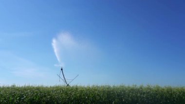 Mısır Tarlası 'nda Tarım Fıskiyesi Mavi Gök' e Karşı Su Spreyi - Yavaş Hareket. Büyük Sulama Sistemi Sulama Mısır Alanı.