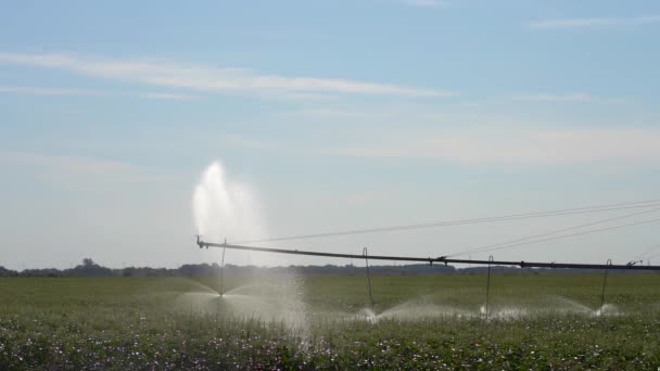 センターピボット灌漑システムは トウモロコシの畑に水を噴霧します スローモーション 水でコーン作物を噴霧する大規模な農業灌漑機械 — ストック動画