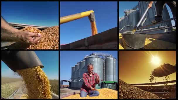 农业生产和活动概念视频蒙太奇 农业和农业工作 农田里从事各种季节性农业劳动的农民 — 图库视频影像