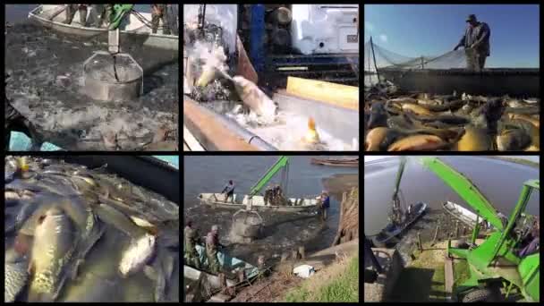 池塘鱼养殖 水产养殖 商业淡水鱼养殖场渔民的团队精神 鱼塘收获视频墙 商业捕捞 — 图库视频影像