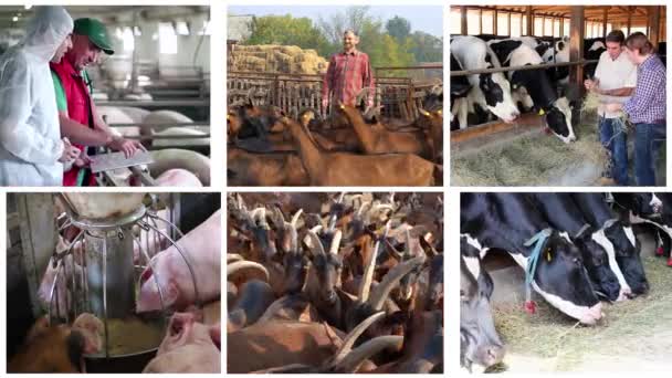 Çiftlik Hayvanları Çoklu Ekran Görüntüsü Çiftlik Hayvanları Yönetimi Yetiştirilmesi Hayvan — Stok video