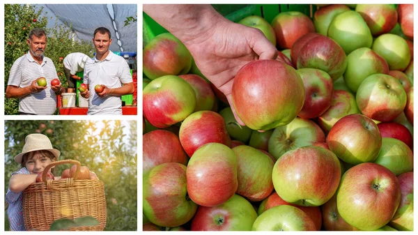 Family Harvesting Jabłka Photo Collage Rolnictwo Zdrowa Produkcja Żywności Charyzmatyczny — Zdjęcie stockowe