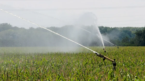 Landbouw sprinkler drenken cornfield — Stockfoto