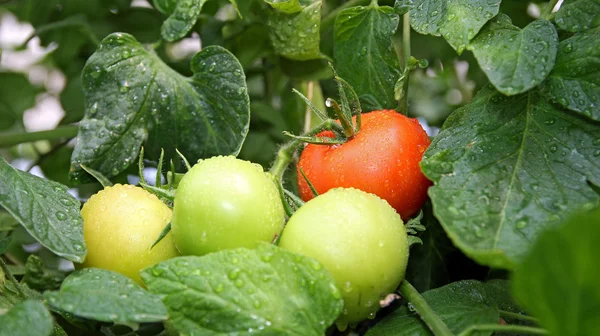 Tomates que maduran en la vid — Foto de Stock