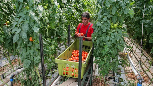Rolnik zbierający pomidory — Zdjęcie stockowe