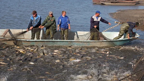 Fishermen Harvest Carp Ahead of Christmas — Stock Image Fishermen Harvest Carp Ahead of Christmas Stock Picture
