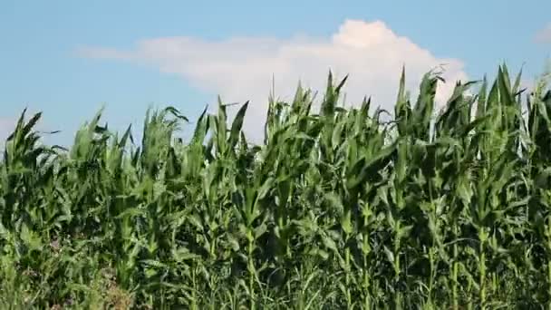 Fazenda de milho no dia ensolarado — Vídeo de Stock