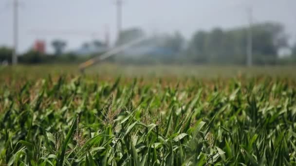 Zemědělské postřikovače postřik kukuřičné pole