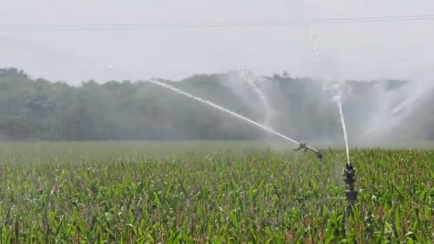 Landwirtschaftliche Sprinkleranlage versprüht Maisfeld — Stockvideo