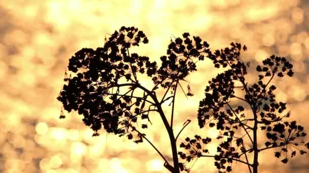 Βότανο εναντίον bokeh φώτα — Αρχείο Βίντεο