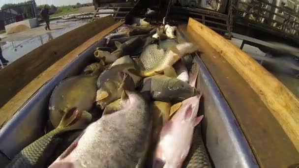 Pescado fresco para el mercado — Vídeo de stock