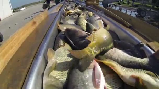 Pescado fresco para el mercado — Vídeos de Stock