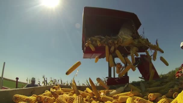 Corn cobs falling into wagon — Stock Video