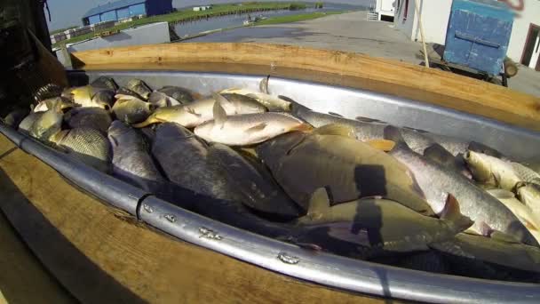 Pescado fresco para el mercado — Vídeo de stock