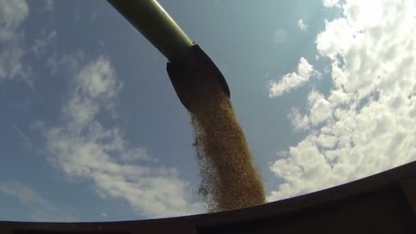 Combinar colheitadeira descarregar trigo grão — Vídeo de Stock