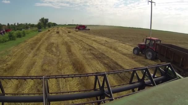 Cultivos de cosecha de maquinaria agrícola — Vídeos de Stock