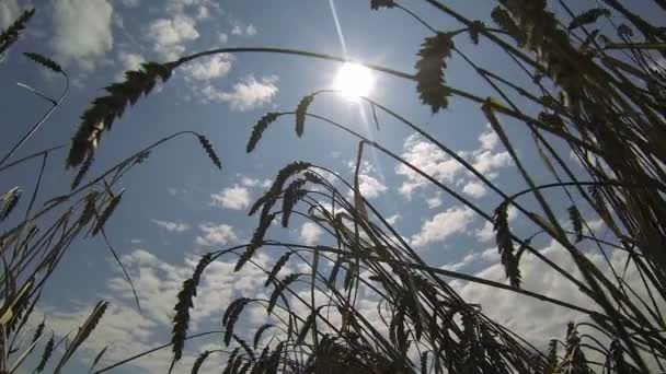 Silhouette de blé contre le soleil — Video