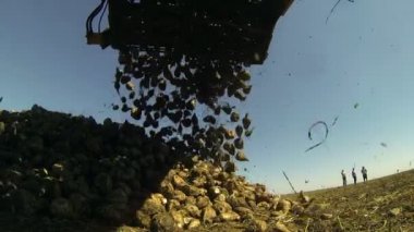 Şekerpancarı hasat makinesi boşaltma