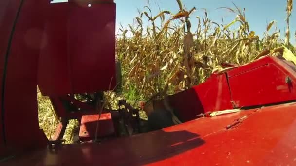 COB harvester snijden maïsstengels — Stockvideo