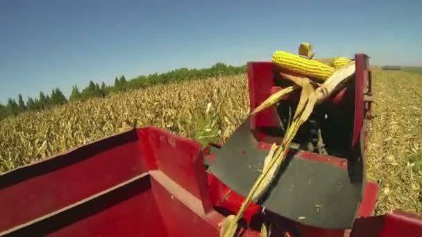 Skördade majskolvar falla i vagn — Stockvideo