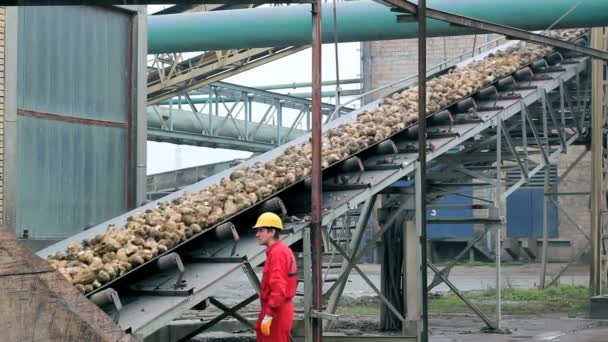 Trabajador mirando remolacha azucarera — Vídeos de Stock