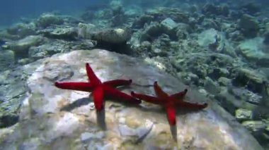 Kırmızı deniz yıldızı deniz yatakta