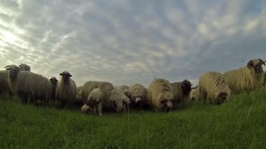 Otlayan koyun sürüsü