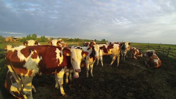 Kühe auf der Weide — Stockvideo