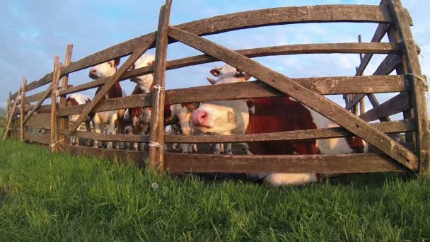 Cows in Pasture Corral — Stock Video