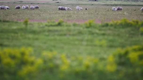 Herd of Sheep grazing — Stock Video