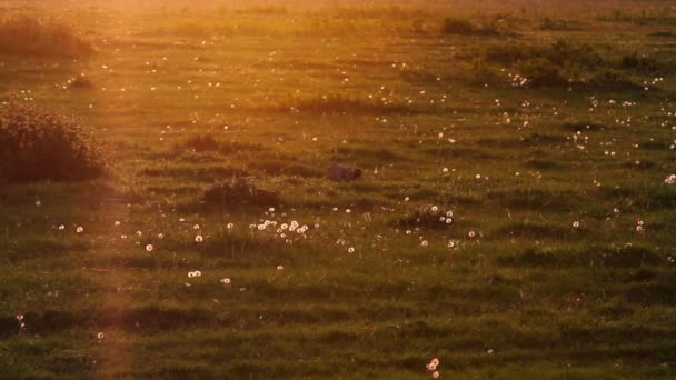 Летний травяной луг — стоковое видео