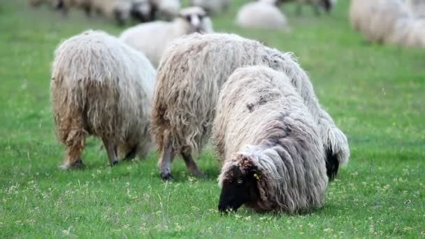 Otlayan koyun sürüsü — Stok video