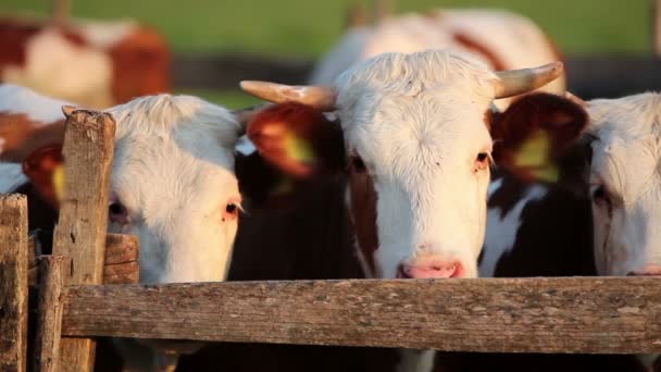 Vacas em Pastagem Corral — Vídeo de Stock