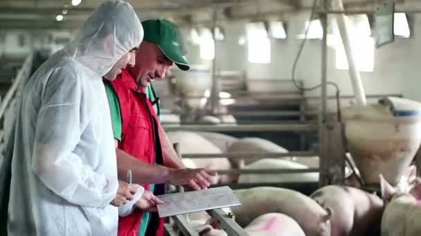 Tierärztin mit Landarbeitern auf einem Schweinemastbetrieb. — Stockvideo