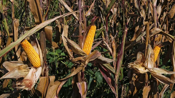 Ripe Corn — Stock Photo, Image