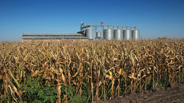 Mısır tarlasında ayakta Mısır kurutma makinesi siloları