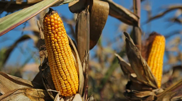 Maize Ready for Harvest — Stock Photo, Image