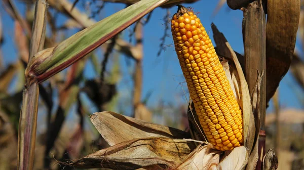 Maïs op de stengel in het veld — Stockfoto