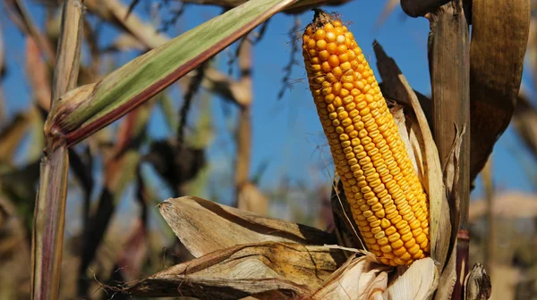 Maíz en el tallo en el campo — Foto de Stock