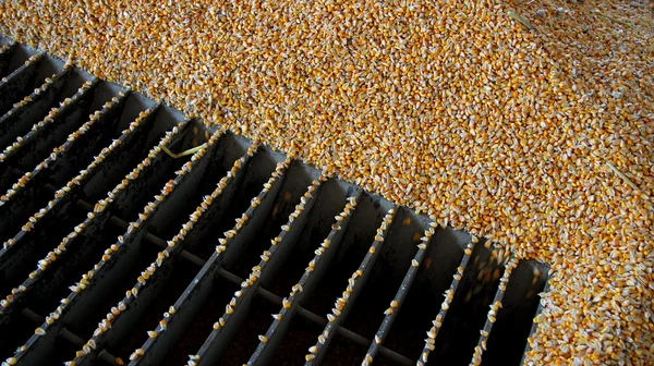 Loading Corn into the Silo — Stock Photo, Image