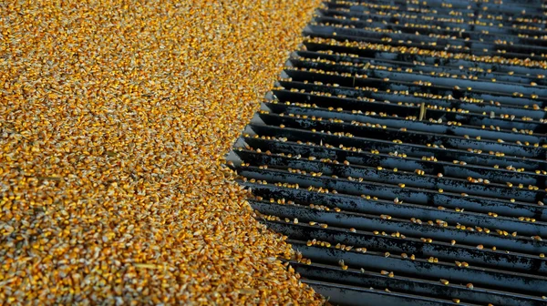 Maïs récolté en cours de déchargement dans un silo à grains — Photo